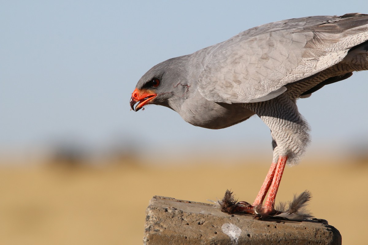 Pale Chanting-Goshawk - Melierax canorus - Birds of the World