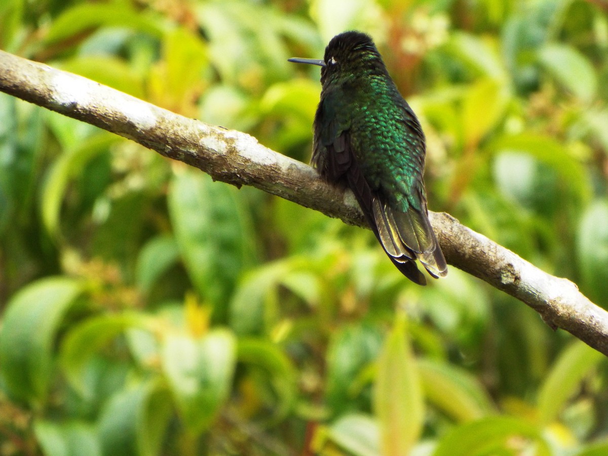 Talamanca Hummingbird - Trysten Loefke
