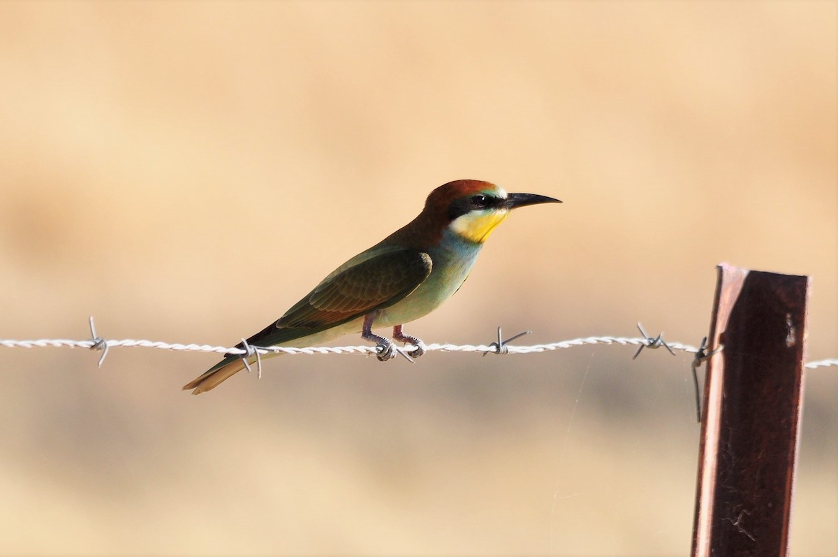 European Bee-eater - Jorge  Safara