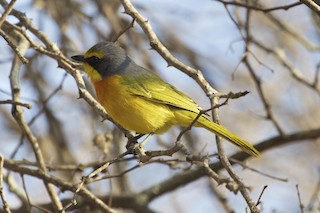  - Sulphur-breasted Bushshrike