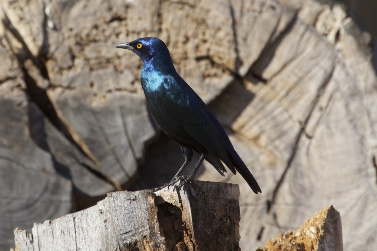 Greater Blue-eared Starling - ML65858981