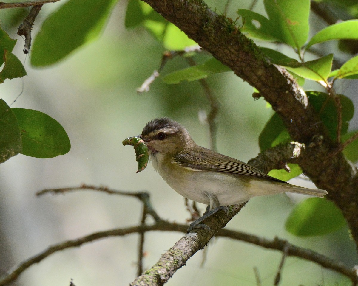 Red-eyed Vireo - Keith McCullough