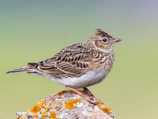 歐亞雲雀- eBird