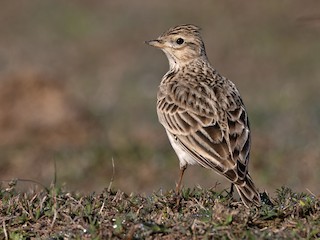 歐亞雲雀- eBird