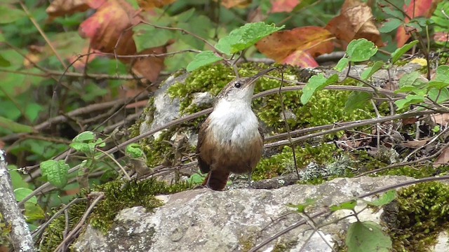 Frontal view (subspecies <em class="SciName notranslate">albifrons</em>). - Canyon Wren - 