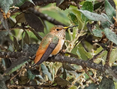 Allen's Hummingbird - TG Fannon