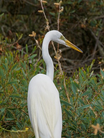 Great Egret - TG Fannon