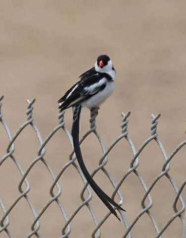 Pin-tailed Whydah - TG Fannon