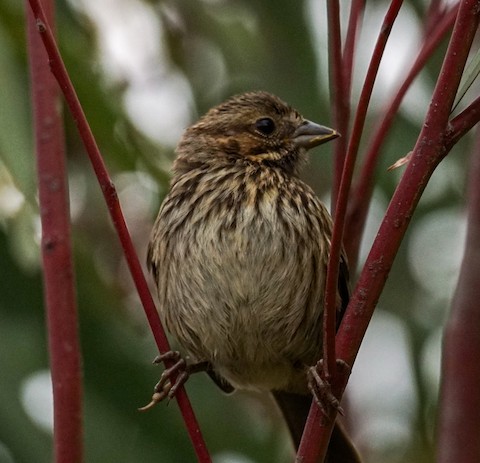 Song Sparrow - TG Fannon