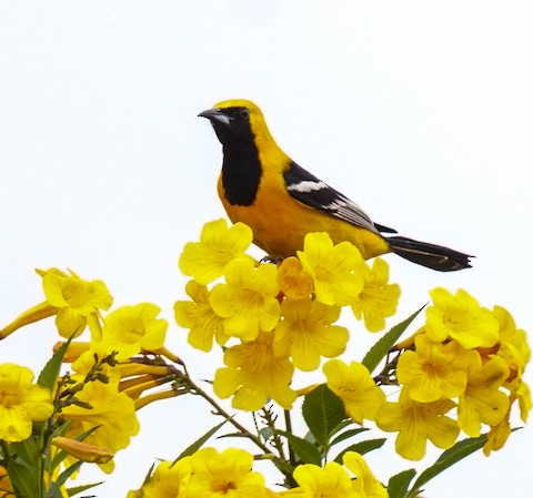 Hooded Oriole - TG Fannon