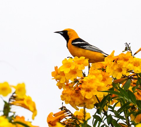 Hooded Oriole - TG Fannon