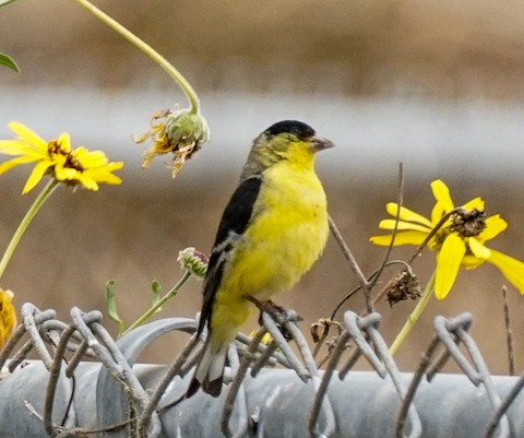 Lesser Goldfinch - TG Fannon
