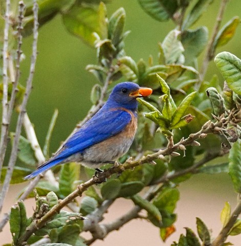 Western Bluebird - TG Fannon