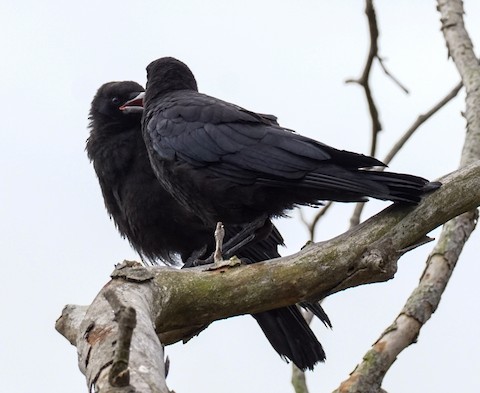 American Crow - TG Fannon