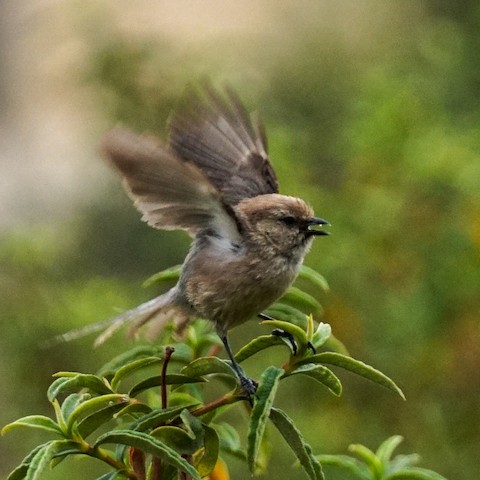 Bushtit - TG Fannon