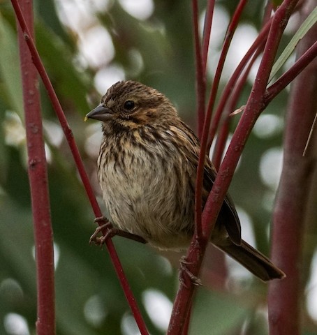 Song Sparrow - TG Fannon