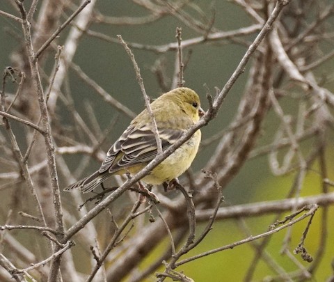 Lesser Goldfinch - TG Fannon