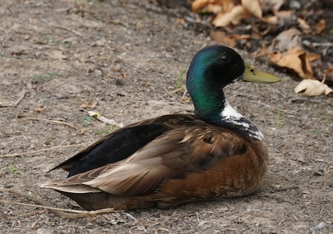 Mallard (Domestic type) - TG Fannon