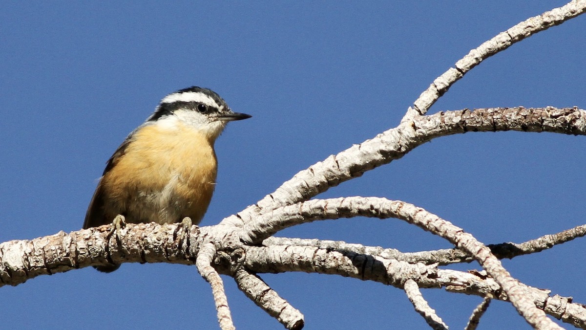 Red-breasted Nuthatch - ML65863881