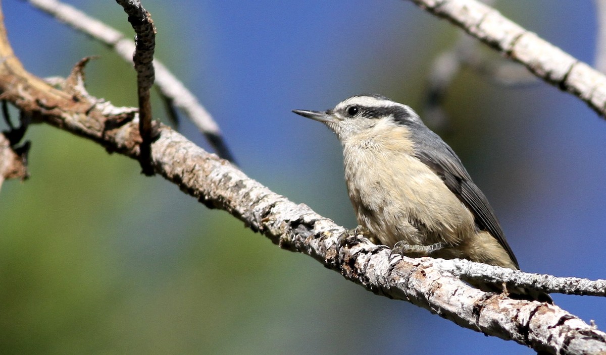 Red-breasted Nuthatch - ML65863901