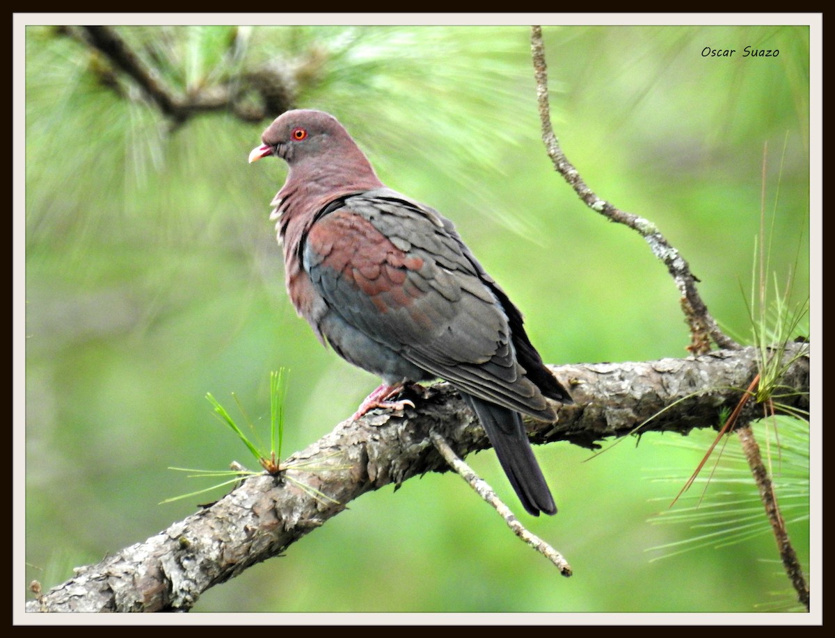 Red-billed Pigeon - Oscar Suazo Ortega