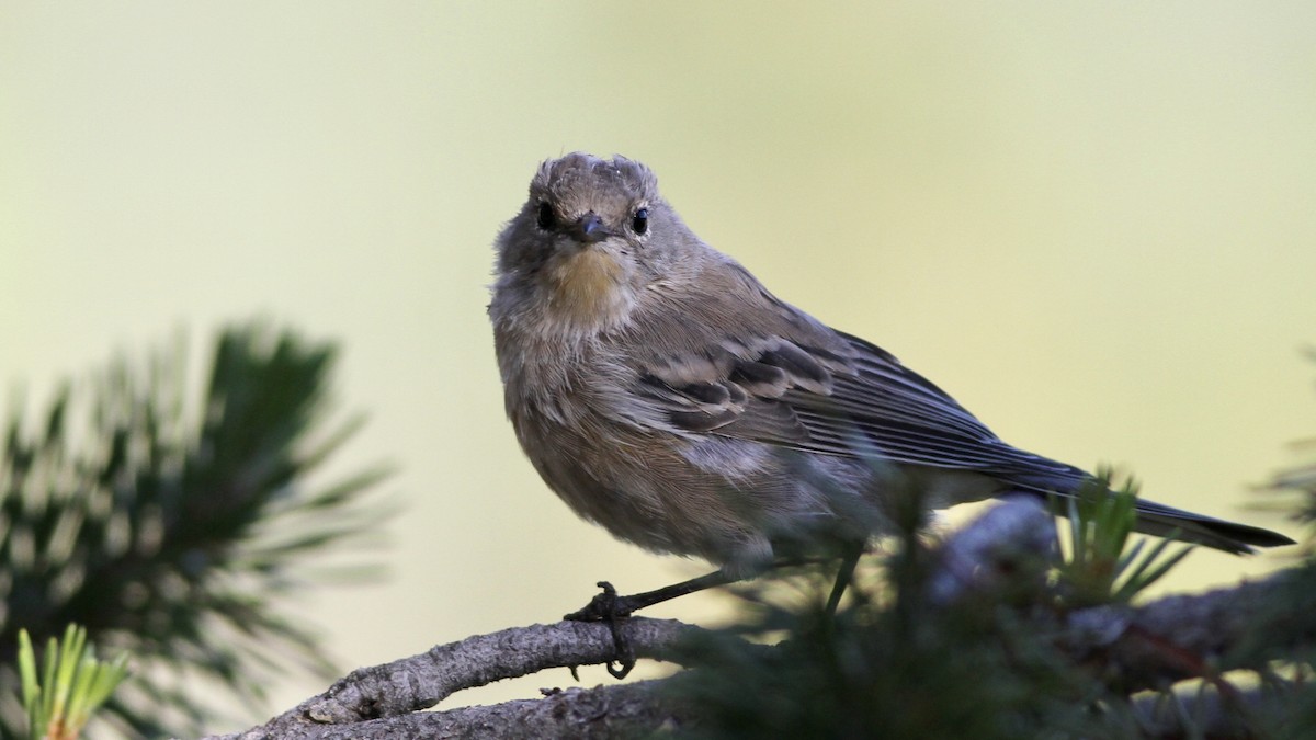 Yellow-rumped Warbler (Audubon's) - ML65864361