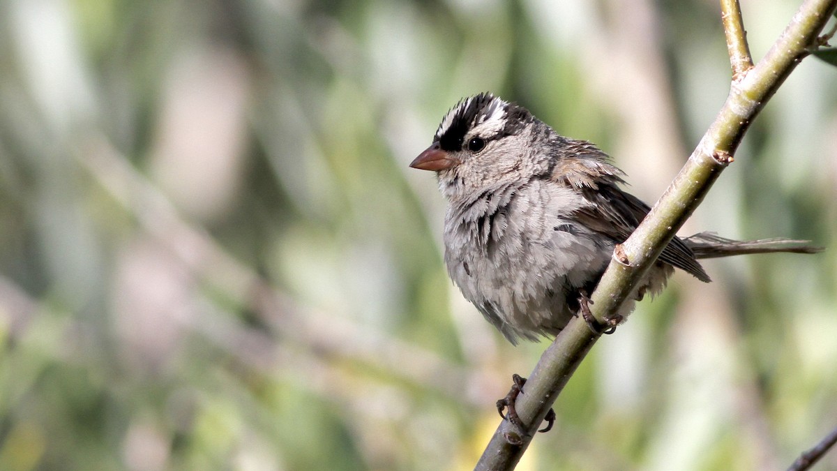 White-crowned Sparrow (oriantha) - ML65864941