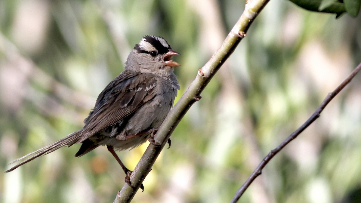 White-crowned Sparrow (oriantha) - ML65864981