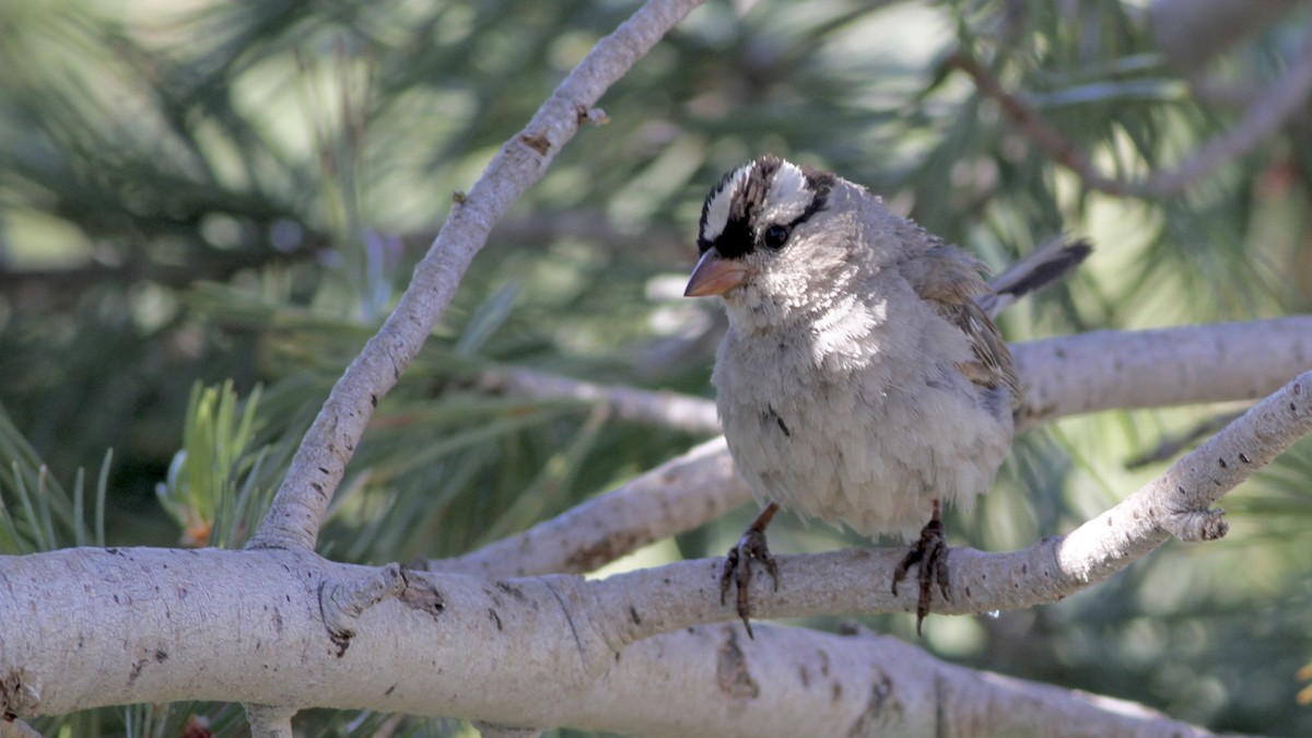 White-crowned Sparrow (oriantha) - ML65865291