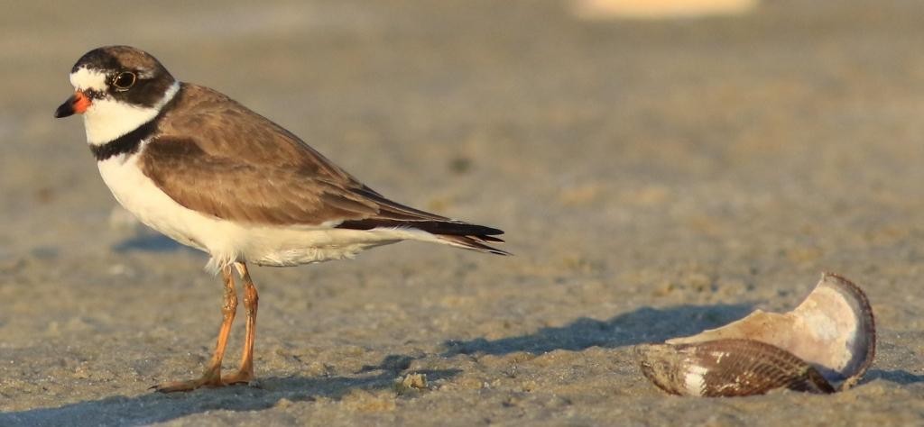Semipalmated Plover - ML65867291