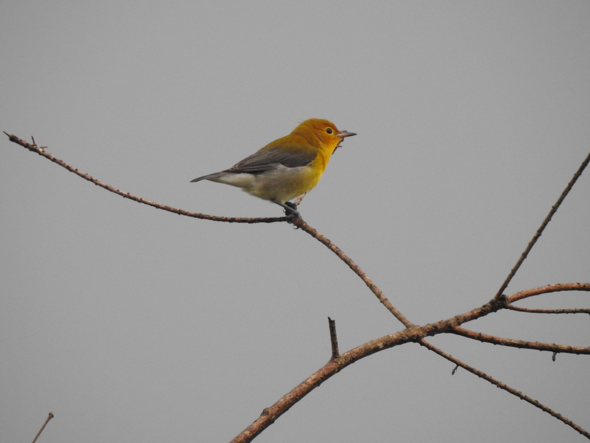Prothonotary Warbler - Philip Holt