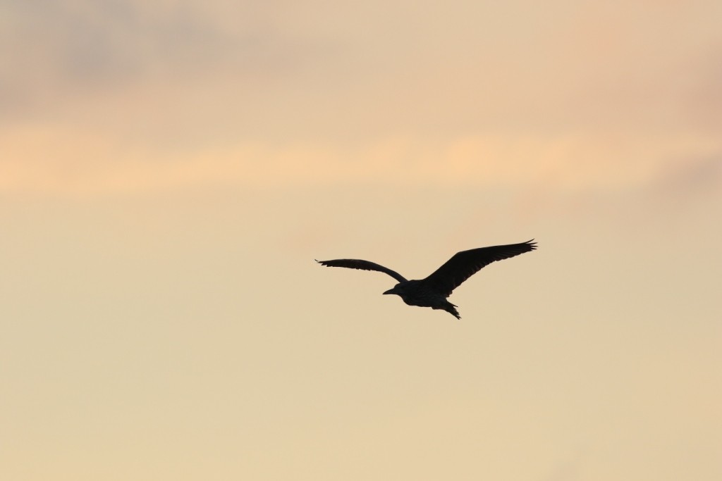 Black-crowned Night Heron - ML65867891