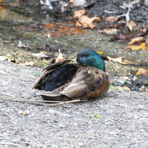 Mallard (Domestic type) - James Kendall