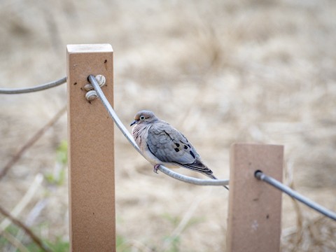 Mourning Dove - James Kendall