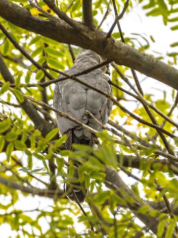Cooper's Hawk - James Kendall