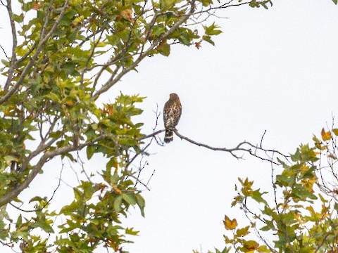 Red-shouldered Hawk - James Kendall