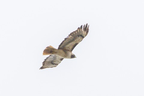 Red-tailed Hawk - James Kendall