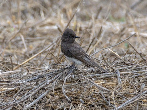 Black Phoebe - James Kendall