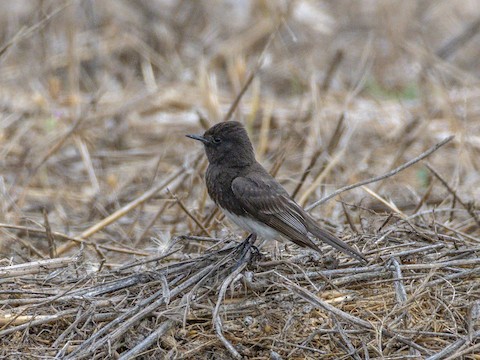 Black Phoebe - James Kendall