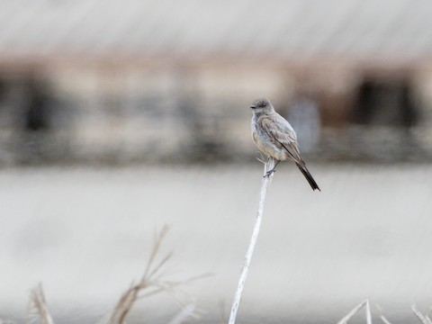 Say's Phoebe - James Kendall