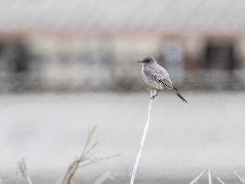 Say's Phoebe - James Kendall