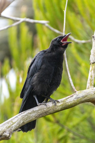 American Crow - James Kendall
