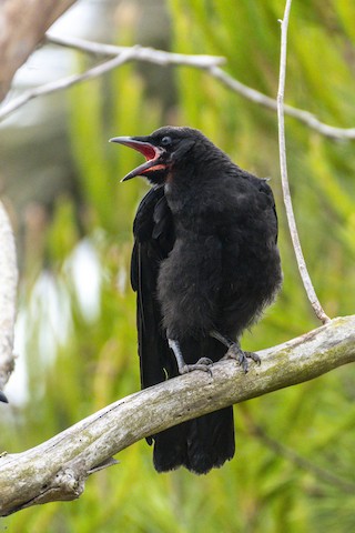 American Crow - James Kendall