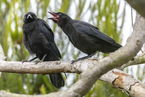 American Crow - James Kendall