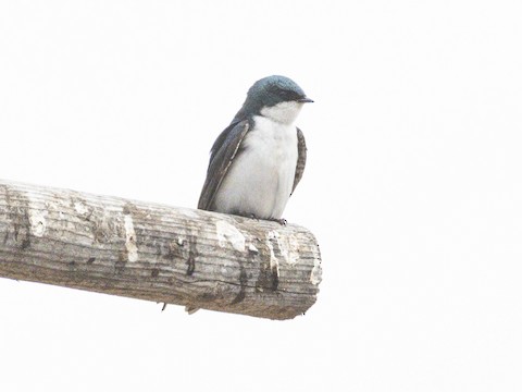 Tree Swallow - James Kendall