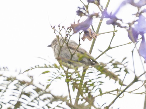 Bushtit - James Kendall