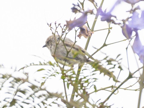 Bushtit - James Kendall