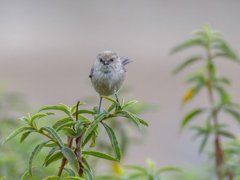 Bushtit - James Kendall