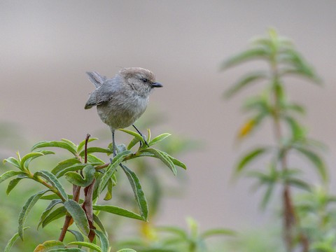 Bushtit - James Kendall