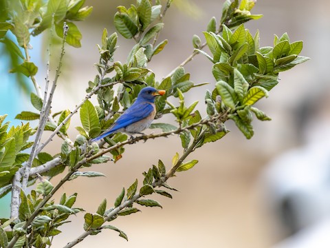 Western Bluebird - James Kendall